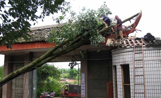 梁平金帶鎮(zhèn)遇10級大風 直徑48公分大樹被連根拔起