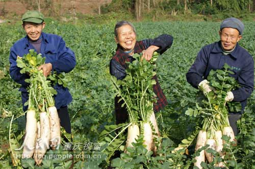 福祿鎮(zhèn)：科學種植韓國蘿卜獲高產(chǎn)