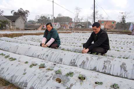 梁山街道：春管動手早 草莓才長好