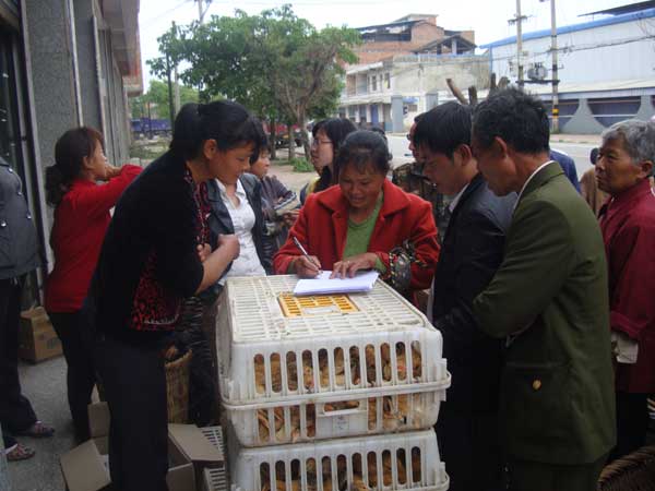 屏錦鎮(zhèn)：關注困難戶增收 贈送雞苗助發(fā)展