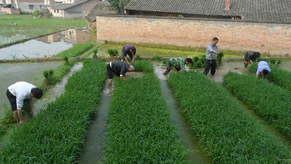 聚奎鎮(zhèn)組織人大代表助耕隊(duì)為弱勢群眾農(nóng)忙分憂愁