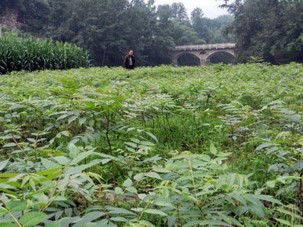 香椿育苗基地之一