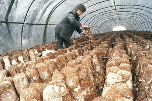 虎城鎮(zhèn)：利用冬閑田種菌 農(nóng)戶增收見效快
