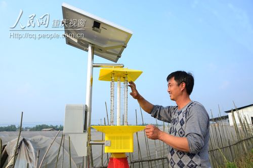 梁山街道：蔬菜基地用上太陽能殺蟲燈