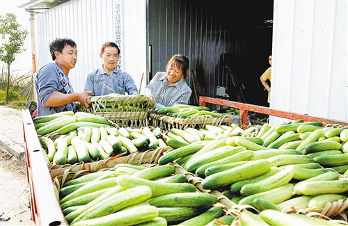 梁山街道有機蔬菜大量上市