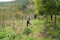 竹山鎮(zhèn)開展禁種鏟毒踏查行動(dòng)