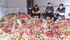 梁平香椿成搶手貨 打“飛的”遠(yuǎn)銷(xiāo)京滬等地