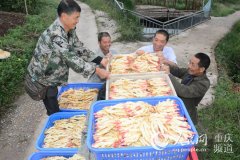 和林鎮(zhèn)生姜產(chǎn)值超億元