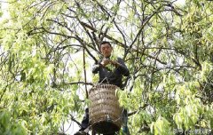 鐵門鄉(xiāng)：這種長(zhǎng)在樹上的茶葉，成了村民的“搖錢樹”