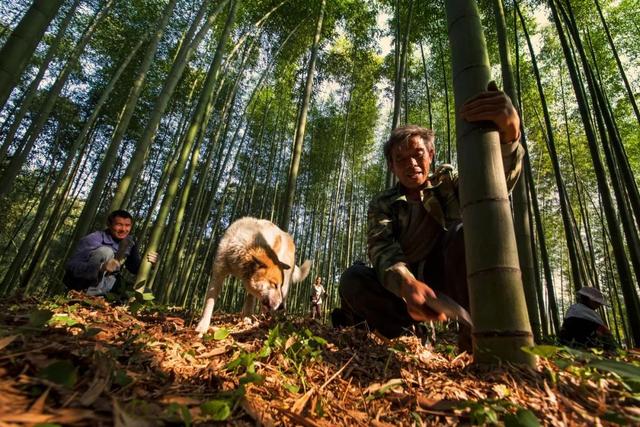 搶先打探！梁平百里竹海旅游度假區(qū)5月亮相試運營 