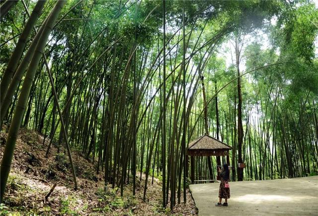 搶先打探！梁平百里竹海旅游度假區(qū)5月亮相試運營 
