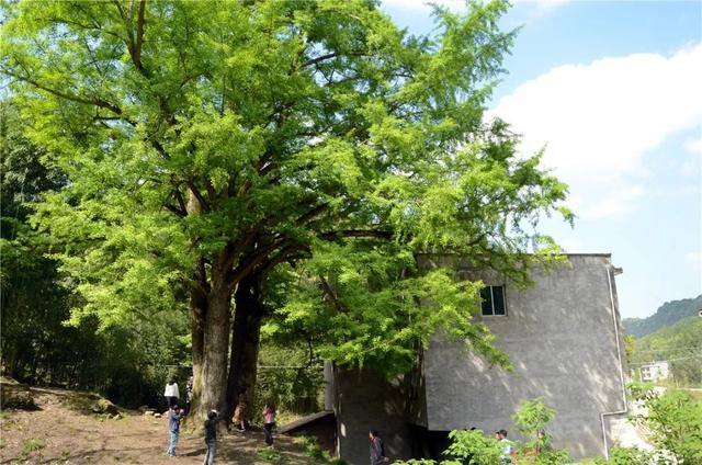 搶先打探！梁平百里竹海旅游度假區(qū)5月亮相試運營 