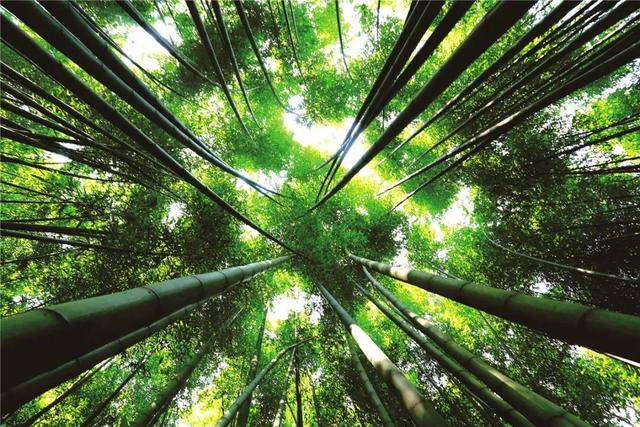 搶先打探！梁平百里竹海旅游度假區(qū)5月亮相試運營 