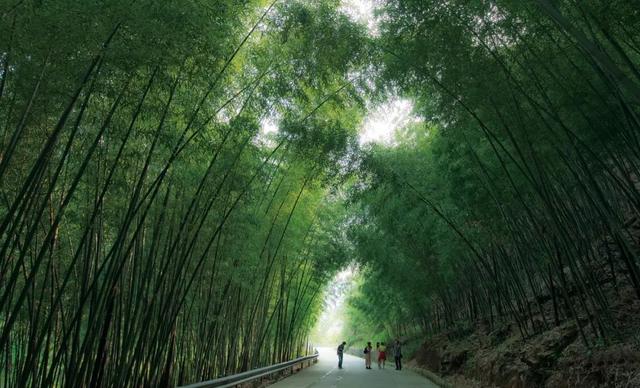 搶先打探！梁平百里竹海旅游度假區(qū)5月亮相試運營 