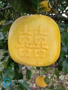 你會(huì)吃嗎？梁平方形柚將上市 價(jià)格是普通柚十倍以上