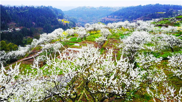 游客在曲水鎮(zhèn)百年李園踏青賞花。肖華 攝