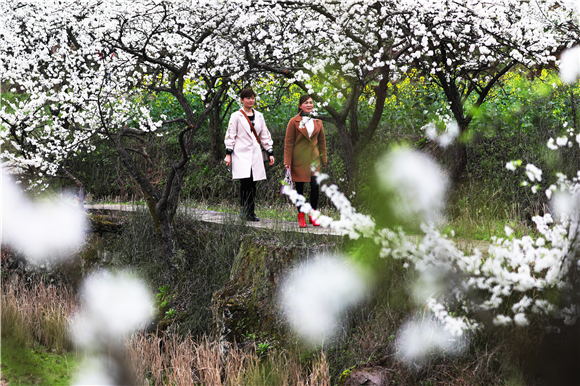 曲水長榜村樓子榜百年李園，李花油菜花盛開，游客漫步花叢間賞花。  肖華 攝