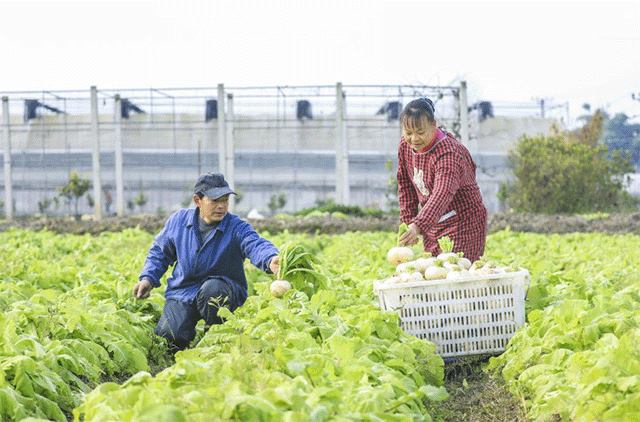 云龍鎮(zhèn)三清村蔬菜種植基地，菜農(nóng)在采收蘿卜。 通訊員 熊偉 攝
