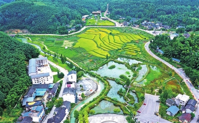 竹山鎮(zhèn)尾水提升濕地公園與金黃的稻田交相輝映。通訊員 熊偉 攝